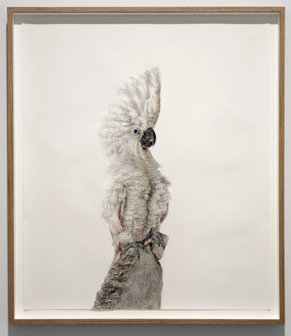 Schroedinger´s Bird (1); Chalk Pastels on Paper, 68 x 79cm, 2016, Photograph: © Andreas Baudisch, Galerie Gerken 