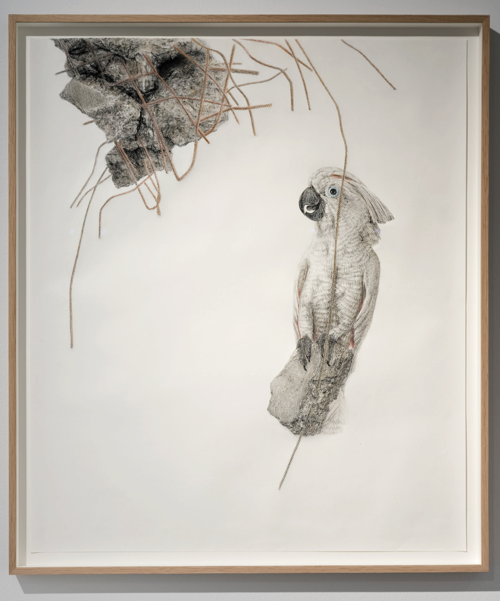 Schrödinger´s Bird (2), chalk pastels on paper, frame: oak, museum glas, Mirogard, 90cm x 79cm, 2016. Photograph: Photograph: © Andreas Baudisch, Galerie Gerken