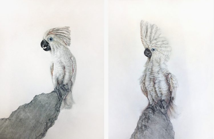 Schrödinger´s Bird ‘6 – 7
