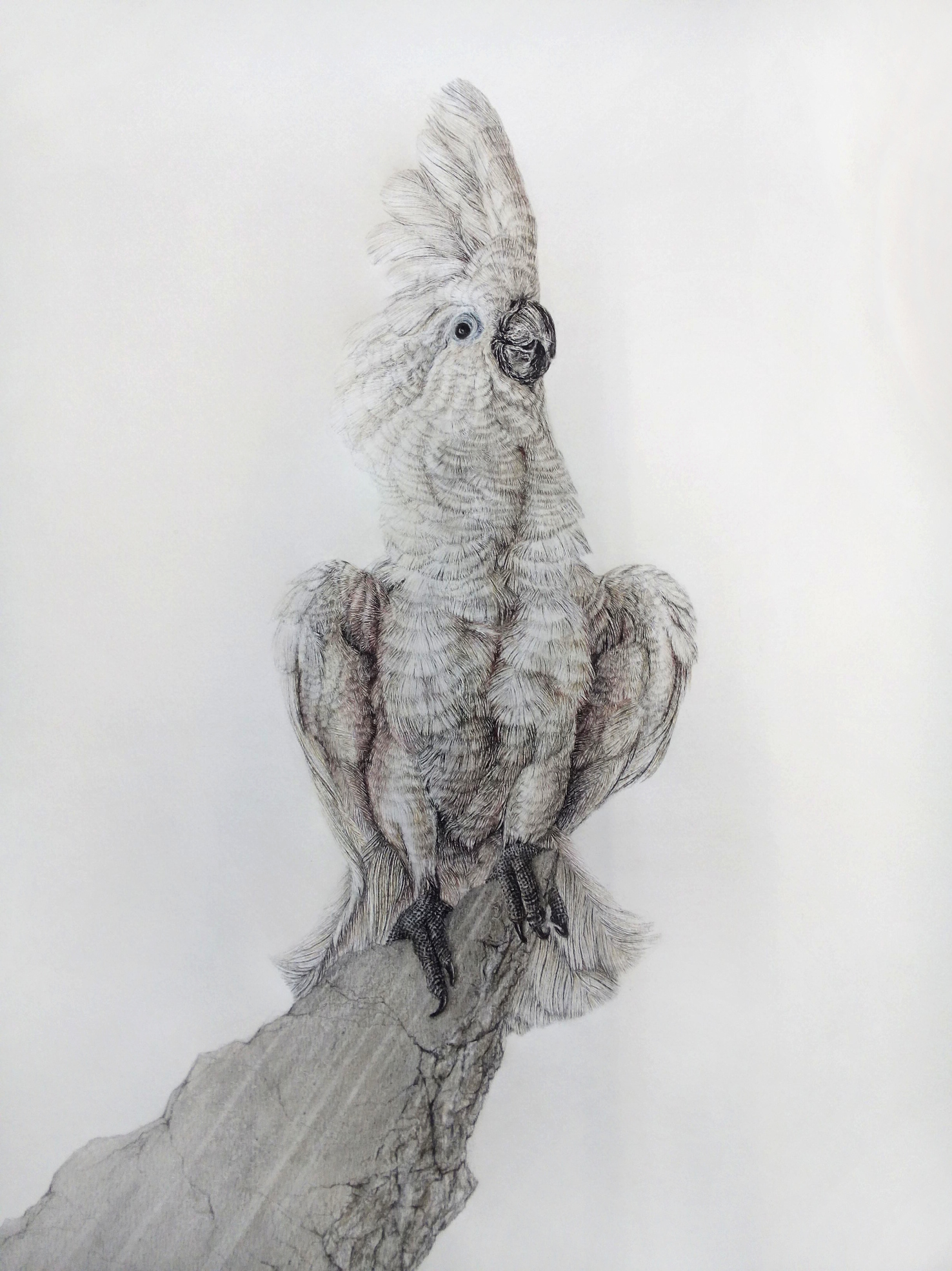 Schrödinger´s Bird /82017
Chalk pastels on paper
Frame: oak, museum glas
55 x 45cm
