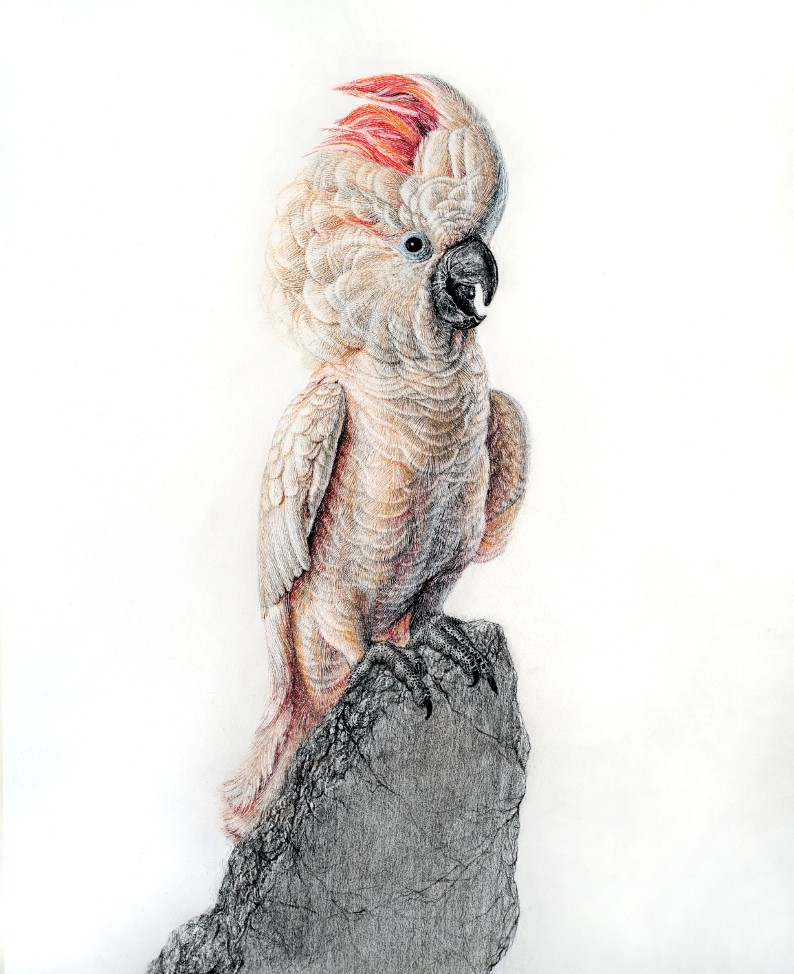 Schrödinger´s Bird ´10, chalk astels on paper, detail ~45 x 33cm, 2019