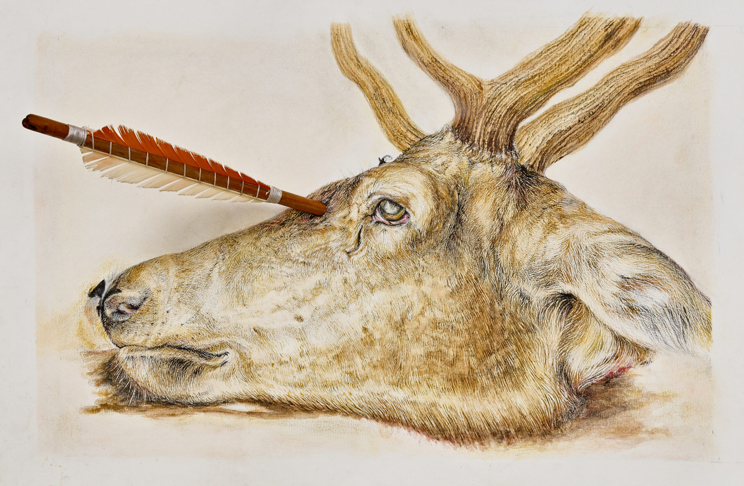 Kopf eines Hirsches getötet durch einen Pfeil 
(nach Albrecht Dürer) 
2024
Project: Sacrifice – What is worth more, art or life? 
Water colour, pastel chalk on paper, wooden arrow with feathers through glass, paper, 45 x 30cm
chalk 
Replica of an original Renaissance frame from Flanders.
Secret sheet behind: 
Getötet durch einen Pfeil
2024
Drawing on paper/mixed media
Polaroid with a snippet of the hidden work, wrapped in silk paper.